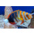 Choerodon fasciatus - Harlequin Tuskfish