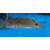Cirrhilabrus exquisitus - Pazifischer Pracht-Zwerglippfisch (Indonesien)