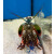 Odontodactylus scyllarus - Clown-Fangschreckenkrebs (Originalbilder auf Wunsch möglich) S