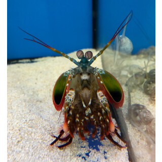 Odontodactylus scyllarus - Peacock Mantis Shrimp medium