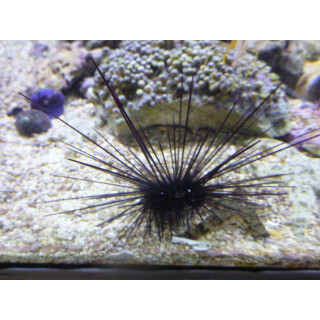 Diadema setosum - Diadema urchin