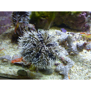 Tripneustes gratilla - Pincushion Hairy Urchin / Cake sea...