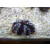 Tripneustes gratilla - Pincushion Hairy Urchin / Cake sea urchin