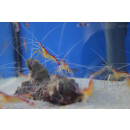 Lysmata amboinensis - Cleaner Shrimp