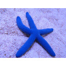 Linckia laevigata - Blue Starfish