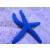 Linckia laevigata - Blue Starfish