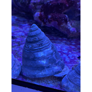Tectus conus - Cone-shaped Top Shell