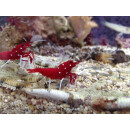 Lysmata debelius - Fire Shrimp