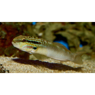 Amblygobius stethophthalmus - Bagger-Grundel S/M