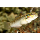 Amblygobius stethophthalmus - White Phalaena