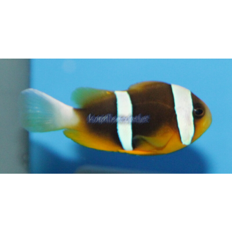 Amphiprion Chrysogaster Mauritian Anemonefish Korallen Outlet Who 25 90