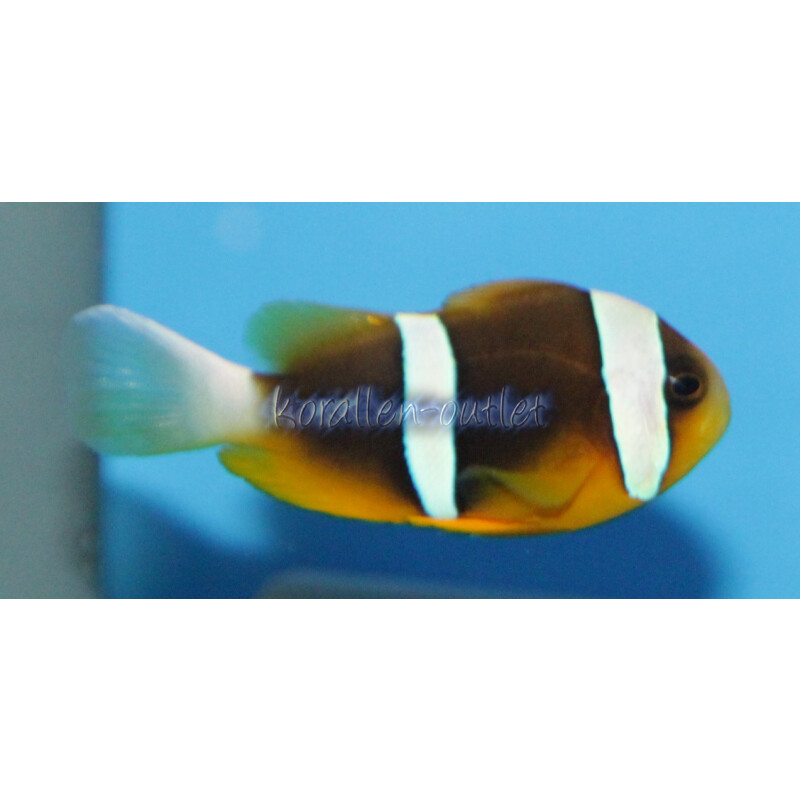 Amphiprion chrysogaster - Mauritius-Anemonenfisch
