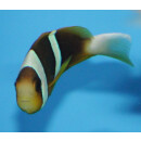 Amphiprion chrysogaster - Mauritian anemonefish