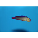 Nemateleotris decora - Elegant firefish