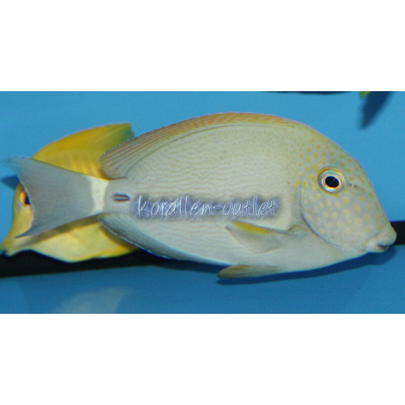 Acanthurus maculiceps - Punktgesicht Doktorfisch S/M
