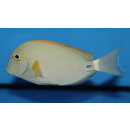 Acanthurus maculiceps - White-freckled surgeonfish S/M