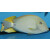 Acanthurus maculiceps - Punktgesicht Doktorfisch ca.6-7cm