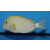 Acanthurus maculiceps - Punktgesicht Doktorfisch ca.6-8cm