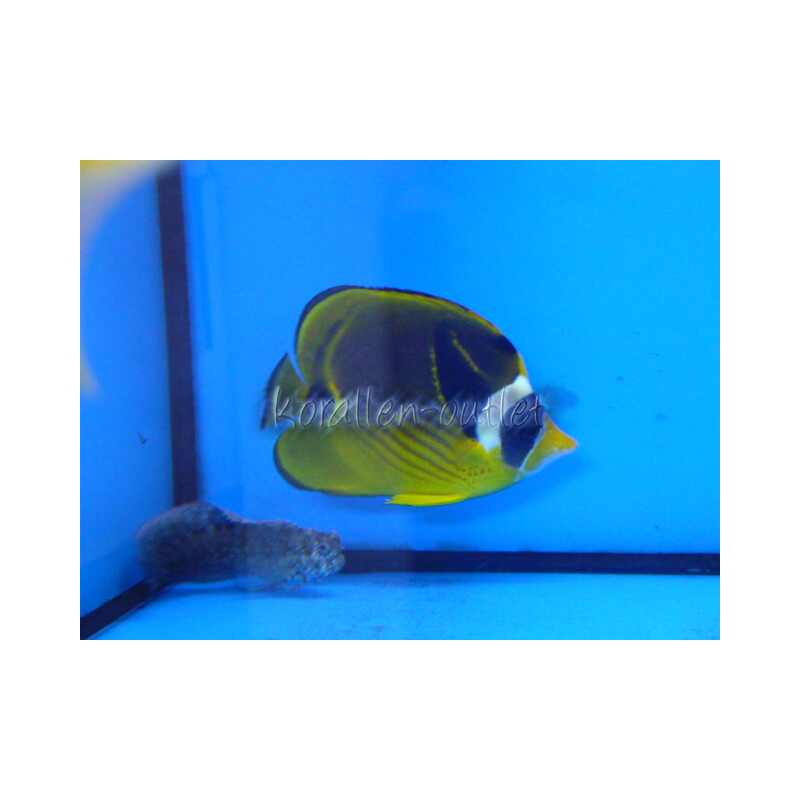 Chaetodon lunula - Mondischel-Falterfisch