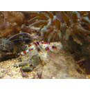 Stenopus hispidus - Banded Boxer Shrimp