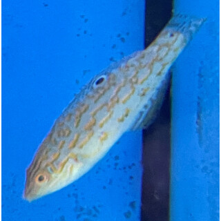 Halichoeres timorensis - Timor Lippfisch