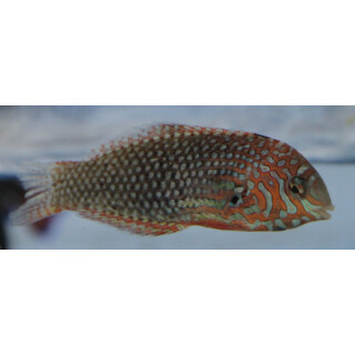 Macropharyngodon ornatus - Leoparden-Junker S