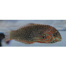 Macropharyngodon ornatus - False Leopard Wrasse, Ornate...