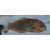 Macropharyngodon ornatus - Leoparden-Junker S