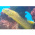 Congrogadus subducens  - Grüner Meeraal Grüner Aalbarsch