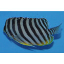 Paracentropyge multifasciata - Barred angelfish