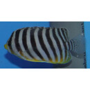 Paracentropyge multifasciata - Zebra Zwergkaiserfisch