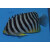 Paracentropyge multifasciata - Barred angelfish