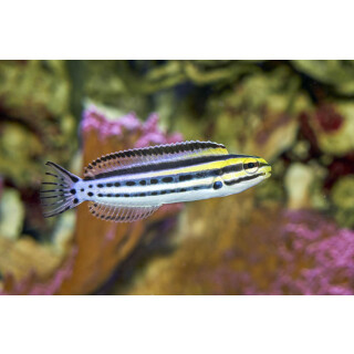 Meiacanthus grammistes - Striped poison-fang blenny