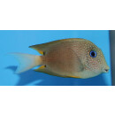 Ctenochaetus binotatus - Twospot surgeonfish
