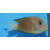 Ctenochaetus binotatus - Twospot surgeonfish
