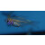 Zoramia leptacantha - Threadfin cardinalfish