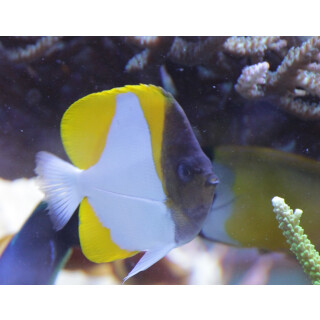 Hemitaurichthys polylepis - Gelber Pyramidenfalterfisch