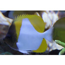 Hemitaurichthys polylepis - Gelber Pyramidenfalterfisch