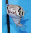 Diodon holocanthus - Long-spine porcupinefish small