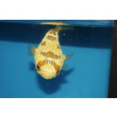 Diodon holocanthus - Long-spine porcupinefish medium