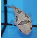 Diodon holocanthus - Long-spine porcupinefish medium