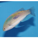 Cirrhilabrus cyanopleura - Blauschuppen-Zwerglippfisch