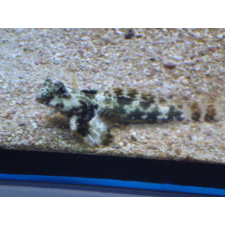 Synchiropus ocellatus - Augenfleck-Mandarinfisch...
