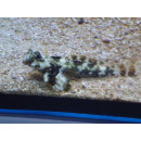 Synchiropus ocellatus - Ocellated dragonet male