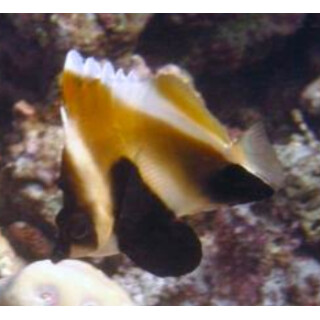 Heniochus pleurotaenia - Indischer Horn-Wimpfelfisch M