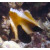Heniochus pleurotaenia - Indischer Horn-Wimpfelfisch M