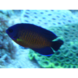 Centropyge bispinosa - Coral Beauty, Twospined angelfish