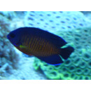 Centropyge bispinosa - Coral Beauty, Twospined angelfish
