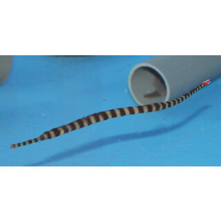 Dunckerocampus dactyliophorus - Zebra-Seenadel S
