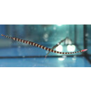 Dunckerocampus dactyliophorus - Zebra-Seenadel S